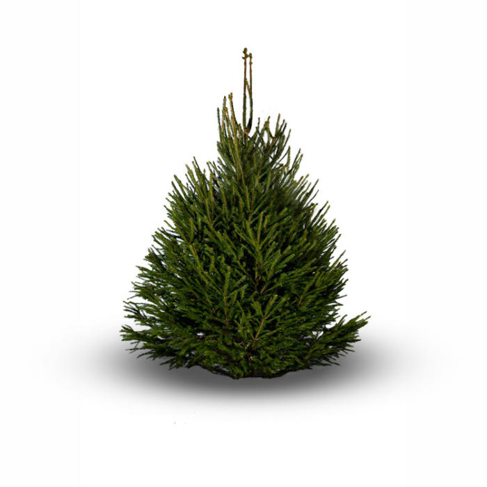 Picea Abies Kerstboom – (150–200 cm)