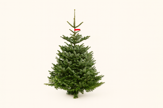 Nordmann Kerstboom – A-kwaliteit (150–175 cm)
