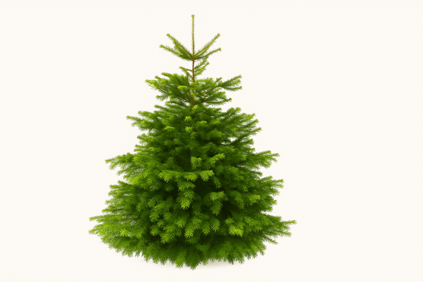 Nordmann Kerstboom β B-kwaliteit (150β175 cm)