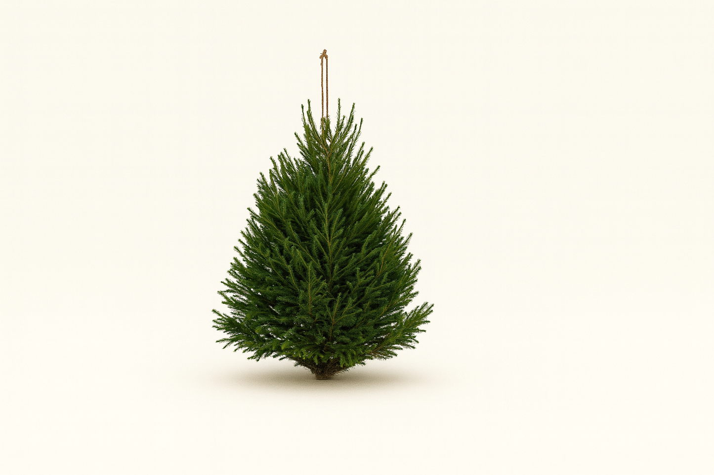 Picea Abies Kerstboom – (100–150 cm)