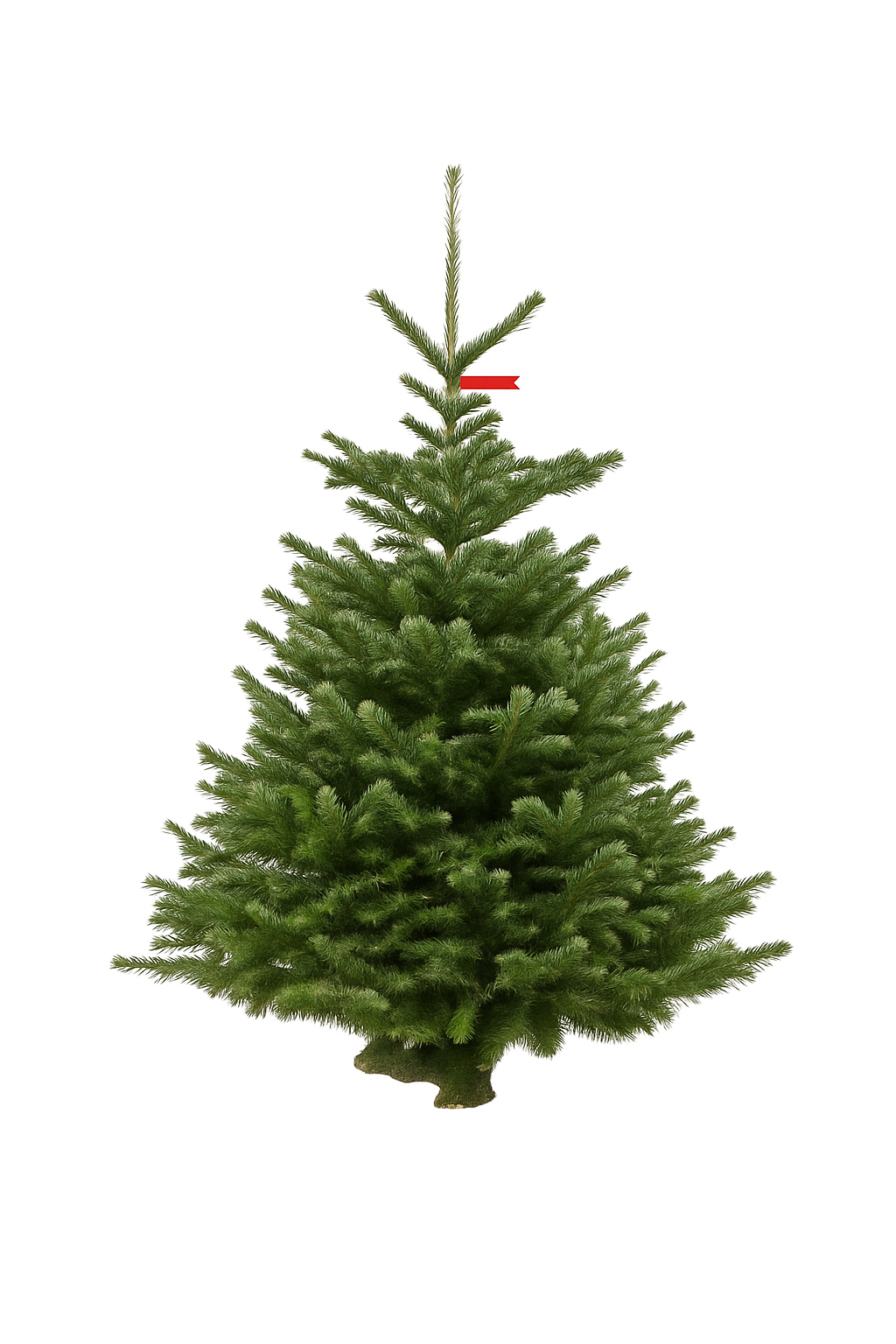 Nordmann Kerstboom – A-kwaliteit (150–175 cm)