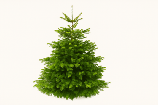 Nordmann Kerstboom – B-kwaliteit (200–240 cm)