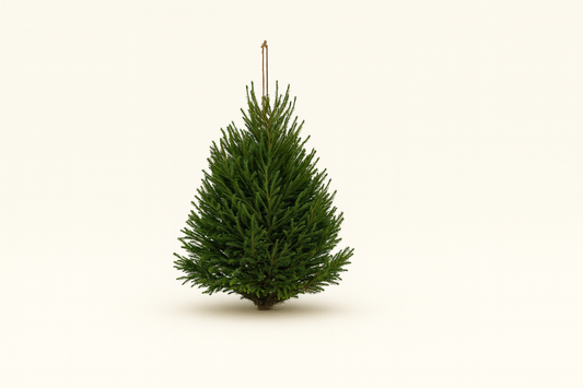 Picea Abies Kerstboom – (100–150 cm)
