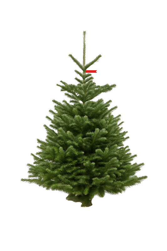 Nordmann Kerstboom – A-kwaliteit (175–200 cm)