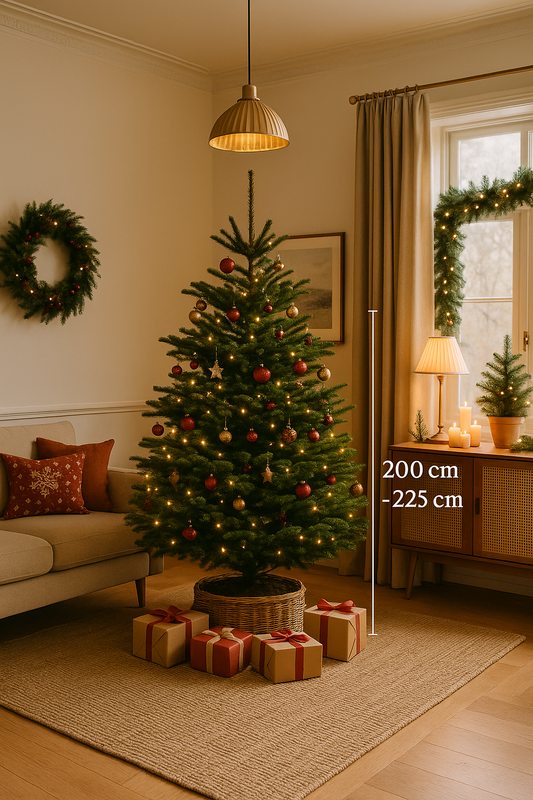 Nordmann Kerstboom – A-kwaliteit (200–225 cm)