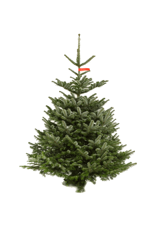 Nordmann Kerstboom – B-kwaliteit (175–200 cm)